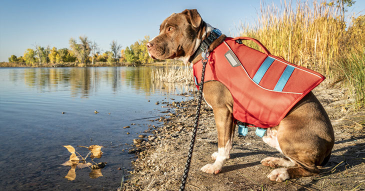 10 Best Life Jackets For Dogs (2024 Reviews)